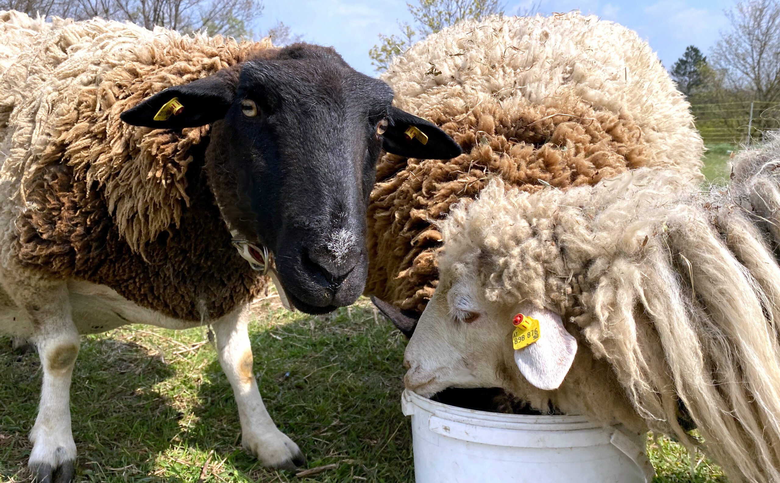 Schafe Füttern