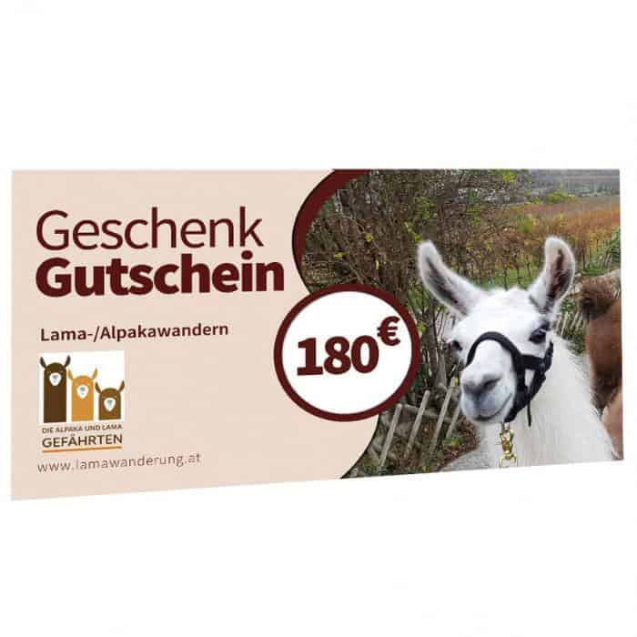 Alpaka- und Lamawanderung Gutschein Mödling Sofort-Download – Bild 4