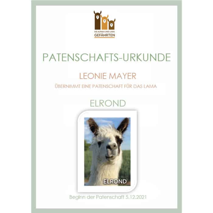 Lama Patenschaft – Bild 6