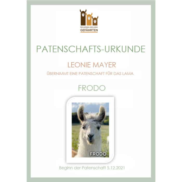 Lama Patenschaft – Bild 4