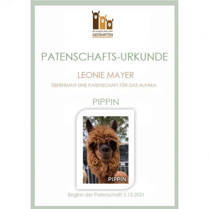 Alpaka Patenschaft – Bild 3