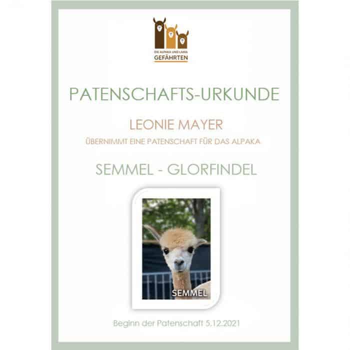 Alpaka Patenschaft – Bild 2