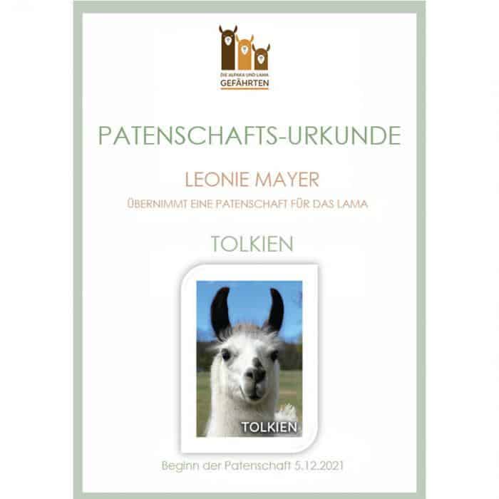 Lama Patenschaft – Bild 2