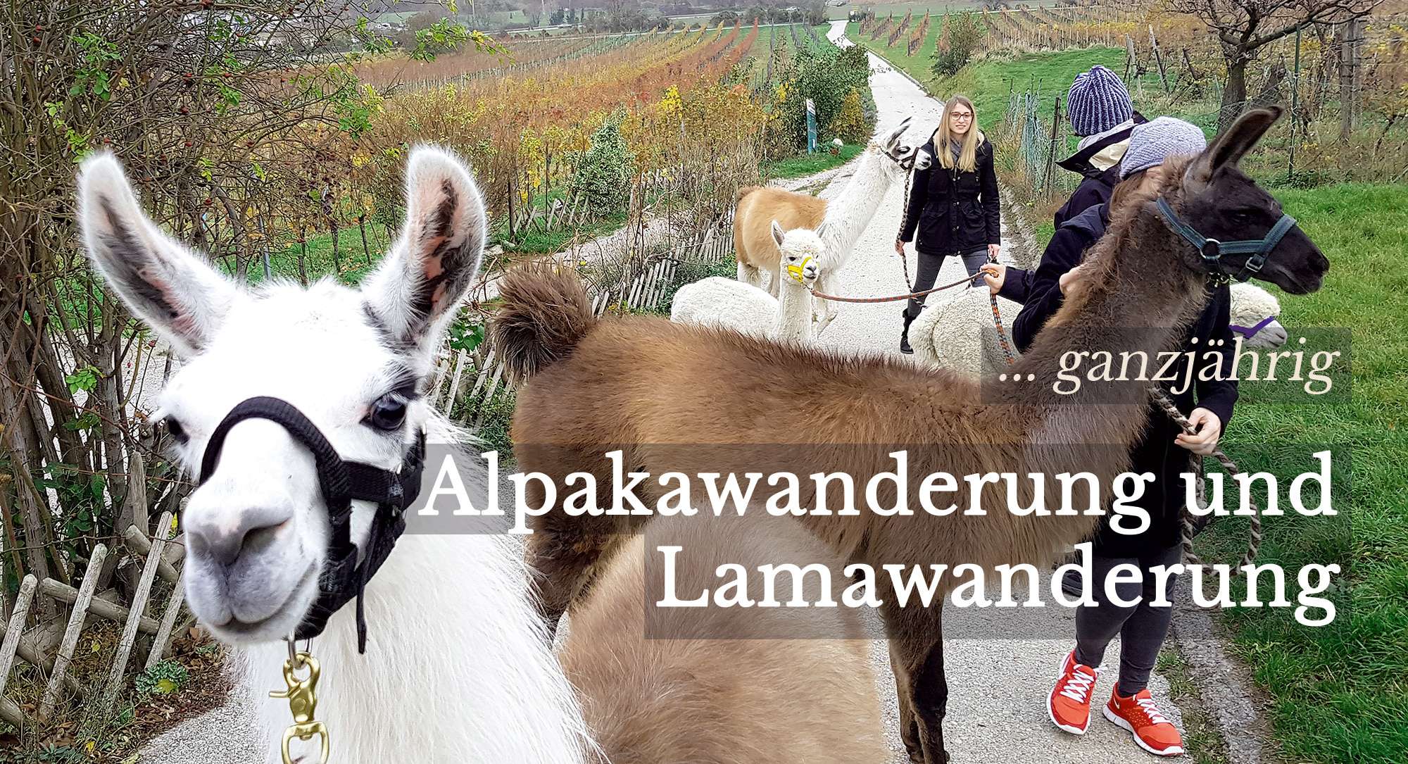 alpaka-wanderung-neu Alpaka Wanderung